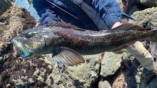 BIG LINGCOD and ROCKFISH From Shore Fishing The California Coast [upl. by Bowman224]