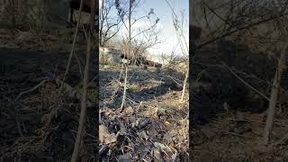 Crawling with Quail quail upland hunt hunting deer bowhunting [upl. by Ekenna]