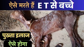 ऐसे मरते है ET से बच्चे 😱 पुख्ता इलाज ऐसे होगा Enterotoxemia in goats [upl. by Plerre]