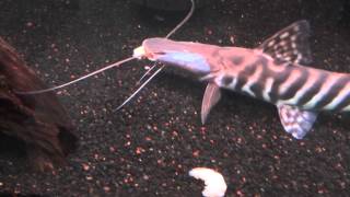 Tigrinus catfish [upl. by Nance]