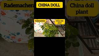 CHINA DOLL PLANT gardengreenvlog chinadollplant radermachera indoorplants plants youtubeshorts [upl. by Nosnar739]