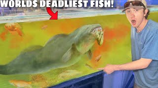 I Bought the World’s DEADLIEST Aquarium Fish [upl. by Nomrac]