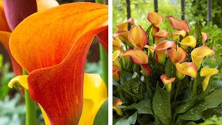 How to Grow Zantedeschia Calla Lilies Summer Garden Guide [upl. by Robinette]