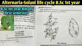 Fungi Alternariasolani life cycle Early Blight of Potato  BSc first year botany 1st semester [upl. by Auston]