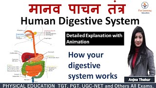 पाचन तंत्र  Digestive System in Hindi  Anatomy and Physiology [upl. by Germain]