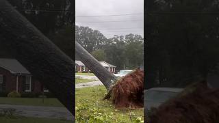 Tree uprooted yesterday morning [upl. by Roberson]