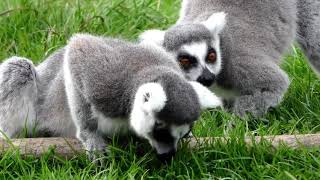 Lemurs [upl. by Geerts]