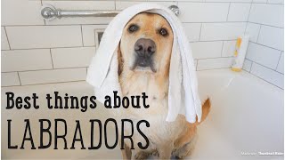 10 Best Things About LABRADORS [upl. by Htebazil]