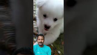 Pomeranian Puppy Barking for The First Time [upl. by Andree]