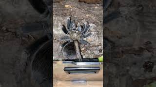 Aphonopelma sp diamondback female [upl. by Alvita]