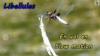 Slow motion libellules Vols au ralenti [upl. by Wendy981]