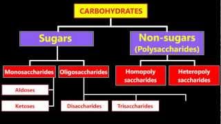 Classification Of Carbohydrates [upl. by Eoz882]