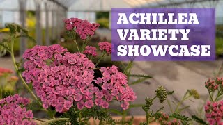 Astounding Achillea  Variety Showcase of Colourful Yarrow [upl. by Meihar]