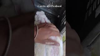 Mites 🪲🪲 Attack Can Be Fatal 🙁🙁  shortsnatureanimaltrendingrabbitpetsmitesdiseasevideo [upl. by Gile713]