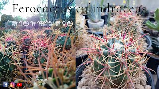 Ferocactus cylindraceus แคคตัสสายหนามสวยcactus succulent กระบองเพชร cacti ferocactus [upl. by Fabriane401]