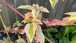 Pagoda Dogwood Golden Shadows Update amp Relocation 4K  August 3 2023 [upl. by Rumery]