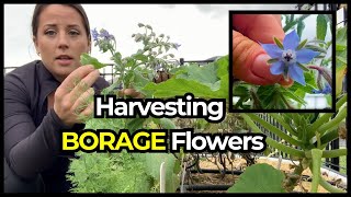 How To Grow And Care Borage Herb From Seed  Urduहिंदी  Part 1 [upl. by Ominoreg265]