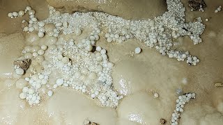 Ancient Pearls Found In A Massive 500Ft Deep Cave [upl. by Laurens259]