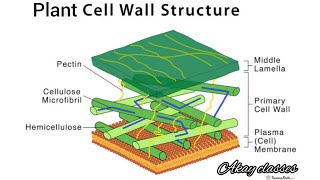 Detailed Structure of Plant Cell Wall  Plasmodesmata  Cell and molecular biology MSc botany [upl. by Nara969]