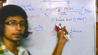 RNA splicing part 2 self splicing [upl. by Sinnelg]