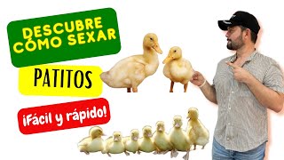 CÓMO SEXAR PATITOS☑️🐥🦆Cómo saber si un pato pequeño es macho o hembra 💙🩷 Fácilmente [upl. by Hgielsa976]