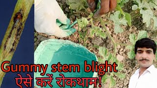 ऐसे करें gummy stem blight की रोकथामgummy stem blight treatmentgummy stem blight control [upl. by Enna60]