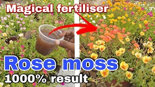 How to grow rose moss Portulaca full update with taking care and apply some powerful fertiliser [upl. by Nannahs903]