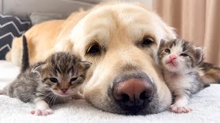 How the Golden Retriever and New Tiny Kittens Became Best Friends Cutest Compilation [upl. by Nahem]