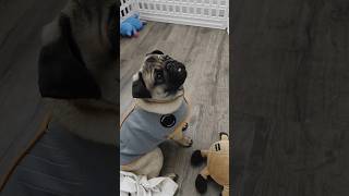 Cute mlem from Pasta the pug mlem yoshi pugpuppy cutepug pug [upl. by Letnuhs895]