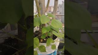 Avaraiplants southindian gardenplants youtubeshorts [upl. by Atiuqan244]