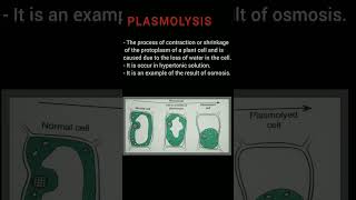 Plasmolysis shorts youtubeshorts [upl. by Nnylacissej]