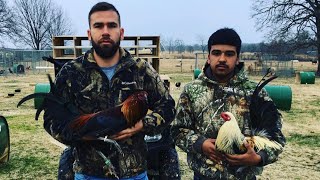 Kearny Grey Little Jonnie Lacy  Clover Creek Farms Oklahoma Farm Visit [upl. by Pillihp]