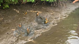 Amazing Catching Huge Mud Crabs at Swamp after Water Low Tide [upl. by Spector]