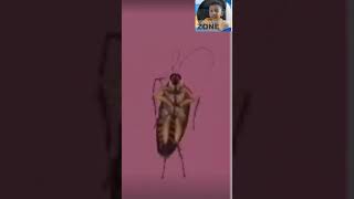 cockroach dance  dance fun  viral short  viral video  VIRAL  safwan game zone [upl. by Huba]