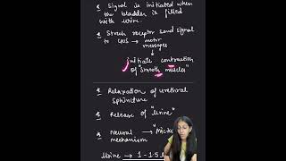 MICTURITION REFLEX excretorysystem biology ncert class11 [upl. by Canotas]