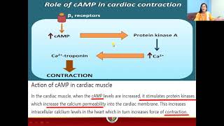 Dual Role of cAMP How β1 stimulate cardiac muscles while β2 relax smooth musclePart 1 [upl. by Nylek487]