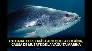 Totoaba el pez más caro que la cocaína causa de muerte de la vaquita marina [upl. by Fawcette]