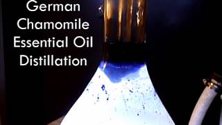 German Blue Chamomile Distillation [upl. by Oiluarb]