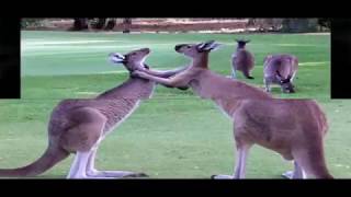 Golfing Kangaroos at Capel Golf Course near Bunbury WA [upl. by Arvin360]