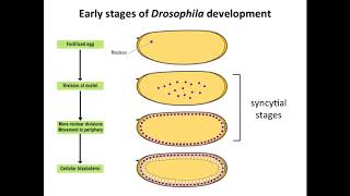 The Regulation of Translation in Developing Drosophila Embryos [upl. by Drapehs]