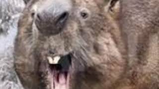 Diprotodon Roar 🐹 🔊 [upl. by Crespi]