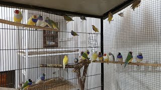 Gouldian Finch Flight Room Cleaning amp Refresh  Birds Room [upl. by Ebsen796]