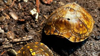 “Box turtle 🐢 growth” reptiles turtle [upl. by Ecitnerp938]