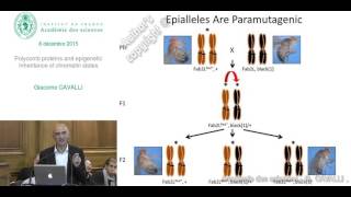 EN Conférence  G CAVALLI  Polycomb proteins and epigenetic inheritance of chromatin states [upl. by Eislel]