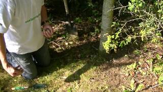 How to Plant Bluebells [upl. by Attener]