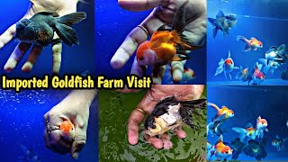 Imported Goldfish Farm VisitExotic Goldfish Farm VisitImported Goldfish KolkataGoldfish Kolkata [upl. by Enilra]