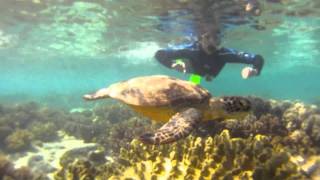 Australia  Great Barrier Reef Cape Tribulation [upl. by Elleynad410]