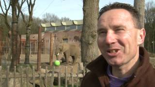 Afrikaanse olifanten in Ouwehands dierenpark Rhenen vieren Pasen [upl. by Ahsita787]