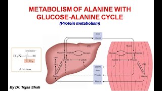 Alanine metabolism II GlucoseAlanine cycle II Biochemistry II Dr Tejas Shah [upl. by Nnahtur668]