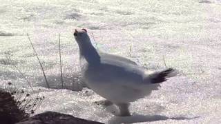 Rock Ptarmigan [upl. by Moran]